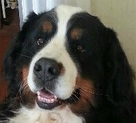 Winner small image - I Speak with Animals